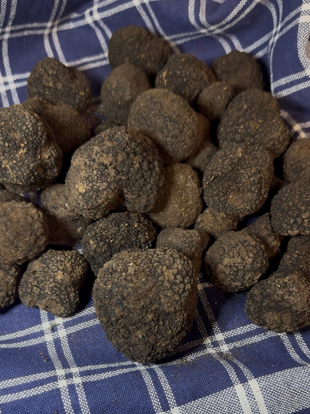 Tartufo Nero Uncinato di Norcia fresco