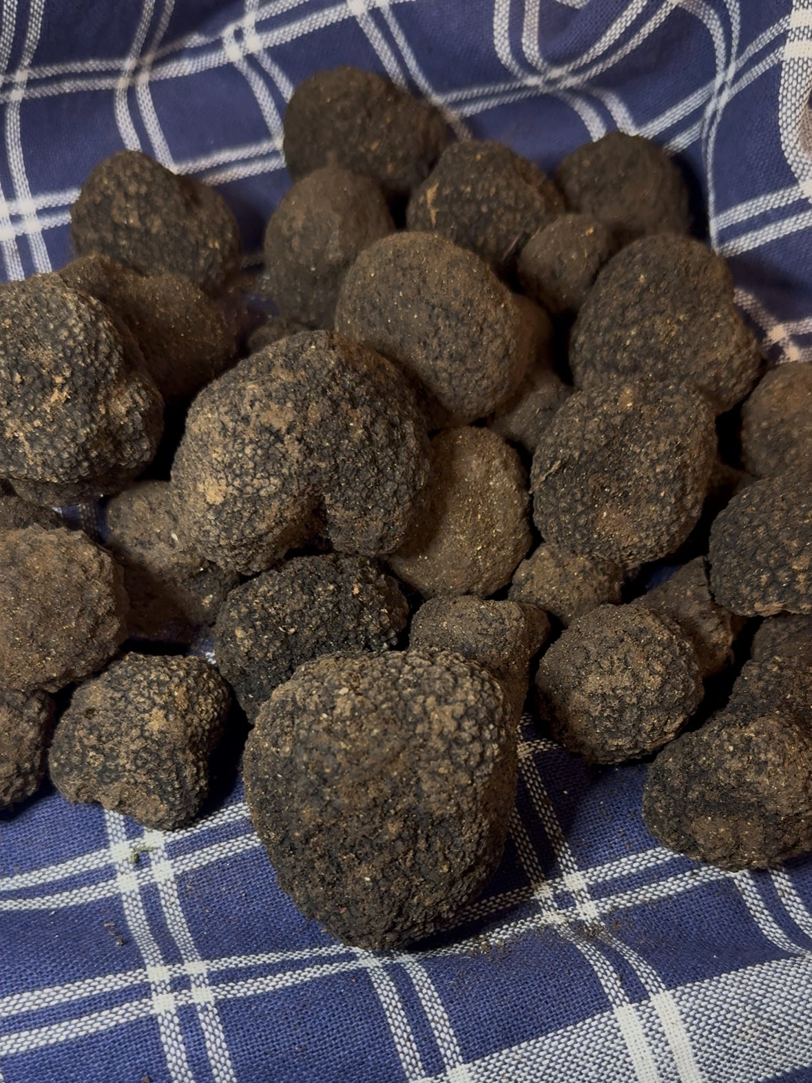 Tartufo Nero Uncinato di Norcia fresco