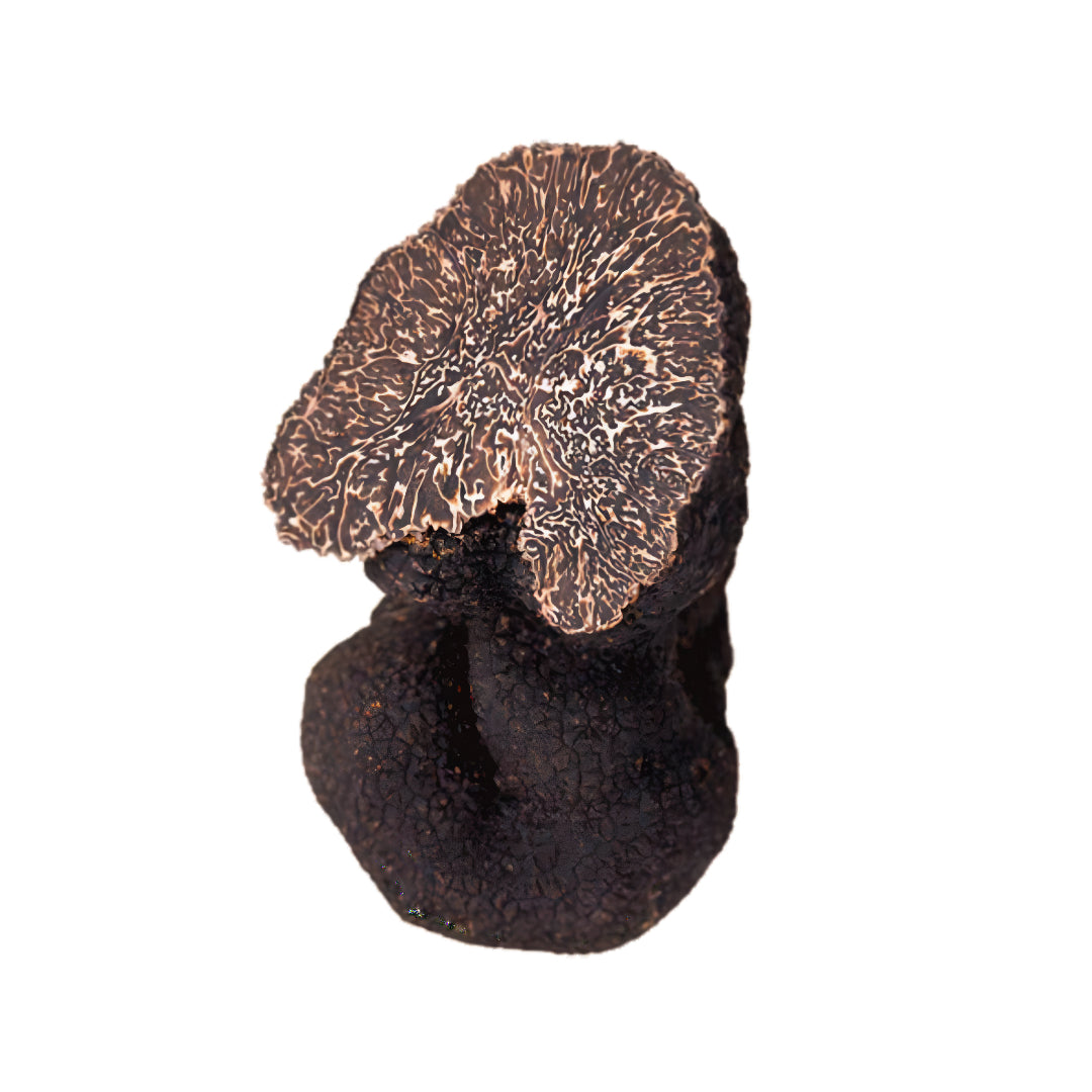 Tartufo Nero Uncinato di Norcia fresco